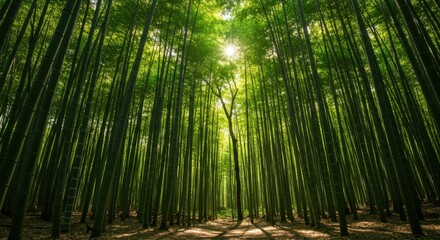 Fototapeta premium Lush Bamboo Forest with Sunlight Streaming Through Tall Trees, Serene Atmosphere
