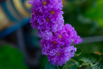 close up of a lilac