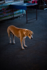 american staffordshire terrier
