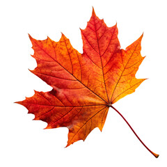 Fototapeta premium Autumn leaf isolated