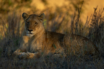 Lion lies in tangled grass with catchlight