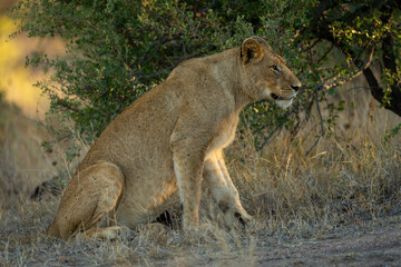 Lion sits on short grass with catchlight