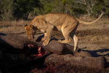 Lioness stands inspecting African bush elephant carcase