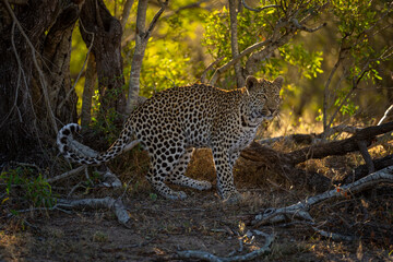 Male leopard crouches by tree staring alertly