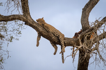 Male leopard lies dangling legs from branch