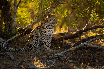 Male leopard sits among logs staring alertly