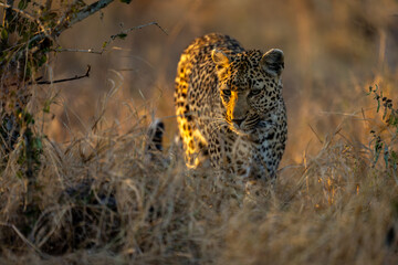 Male leopard walks through undergrowth looking down