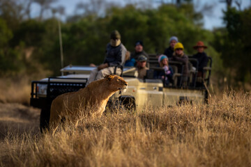 Young male lion stands near safari truck