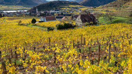 Weinberge in der Wachau - Niederösterreich