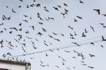 Many birds, a flock of pigeons fly near the roof of a house in nature.