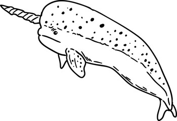 sketch narwhal © draftphic