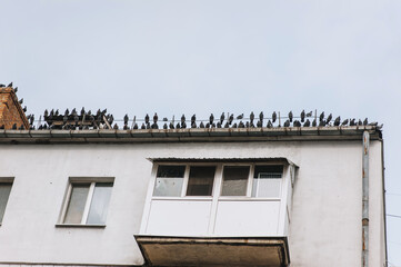 Many birds, a flock of pigeons, a large family sitting on the roof of a house, building. Animal photography.