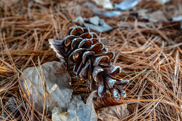 mushrooms on the tree