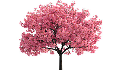 Cherry blossom tree, cutout PNG, transparent background
