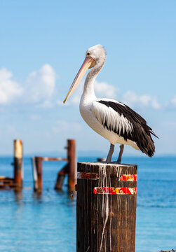 A Pelican on a Pole in the Water