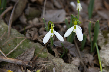 snowdrop flowers in the forest