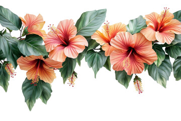 Fototapeta premium A vibrant garland of peach hibiscus blossoms, lush green leaves creating a tropical paradise scene against a crisp white backdrop.