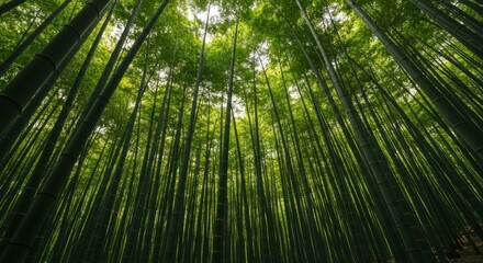 Fototapeta premium Lush bamboo forest towering overhead with sunlight filtering through the leaves