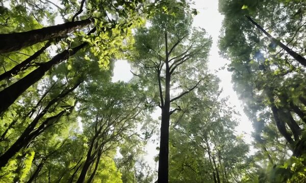 Canopy Canvas. Majestic Dance of Trees