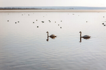 Many beautiful white swans, graceful birds, swim in the water of a lake, river in nature during the day. Animal photography.