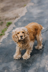 Beautiful puppy of purebred dog red curly cocker spaniel standing outdoors in the backyard. Photo,...