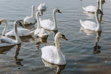 Many beautiful white swans, graceful birds, swim in the water of a lake, river in nature during the day. Animal photography.