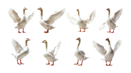 Fototapeta premium Pack Giggly Goose set in Different Poses Against Transparent Background for Farm Illustrations, Waterfowl Art, or Bird-Themed Designs