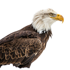 Obraz premium Eagle isolated