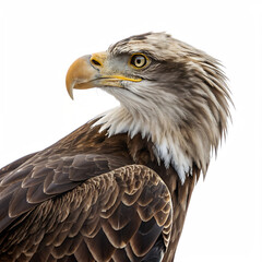Obraz premium Eagle isolated