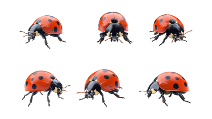 Pack Hug Bug set in Different Poses Against Transparent Background for Cute Illustrations, Insect Art, or Adorable Designs