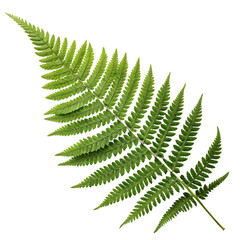 Fern leaf isolated