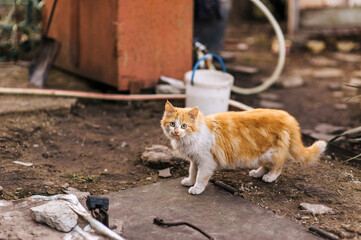 Portrait of a small red hungry scared stray cat outdoors in the village. Animal photography.