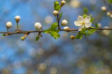 Close-up of a blooming cherry or plum blossom on a branch with flower buds, set against a soft, dreamy blue bokeh background. A fresh and peaceful scene of early spring