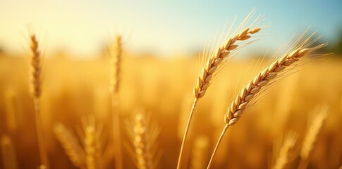 Golden wheat stalks sway gently in autumn breeze, sunlight illuminating field , rural, wheat field