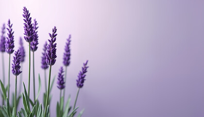 Naklejka premium Aromatherapy Lavender Flowers on Soft Purple Background for Relaxation