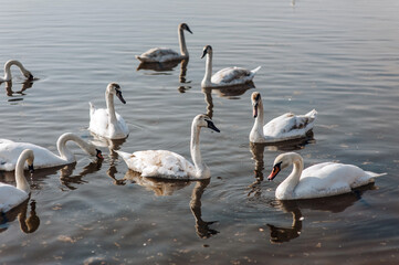 Many beautiful wild white swans, graceful birds, swim in the water of a lake, river in nature during the day. Animal photography.