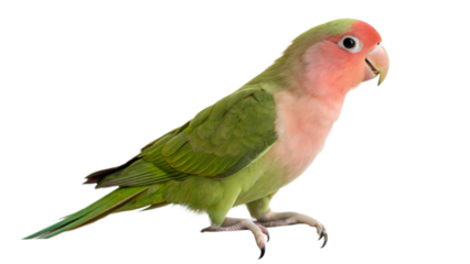 red parrot isolated on white
