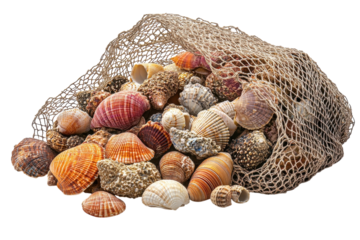 A bountiful collection of seashells spills from a rustic fishing net, a testament to a day spent exploring the ocean's treasures against a bright white background.
