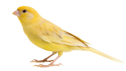 yellow crested cockatoo