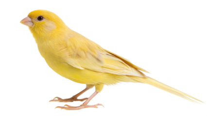 yellow crested cockatoo