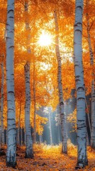 Fototapeta premium Sunlit autumn forest with vibrant orange leaves and slender birch trees