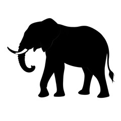 Obraz premium elephant isolated on white