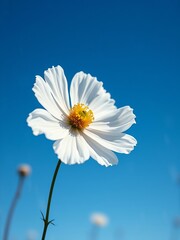 White flower in Full Blossom Against a Clear Blue Sky - Floral Wallpaper Background