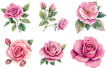 Naklejka premium Floral Watercolor Pink Rose Art - Beautiful Hand-Painted Flower Design