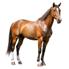 Fototapeta premium Quarter horse isolated on transparent background.