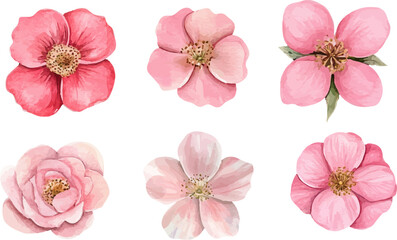 Watercolor Pink Rose