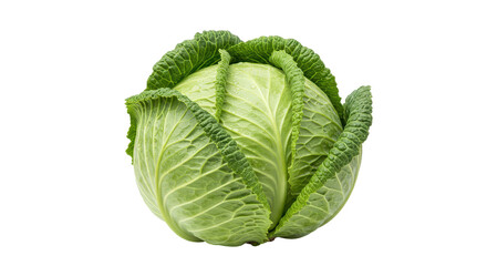 Isolated Green Cabbage Head