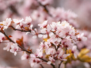 Obraz premium Cherry blossom in full bloom. Cherry flowers in small clusters on a cherry tree branch