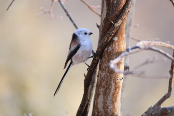 The long-tailed tit (Aegithalos caudatus japonicus), also named long-tailed bushtit, is a common bird found throughout Europe and the Palearctic. This photo was taken in Hokkaido, Japan.