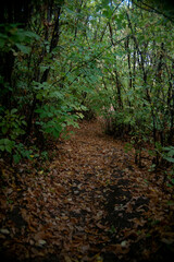camino en un bosque pequeño